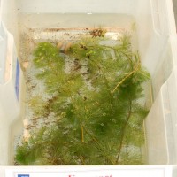 Fanwort